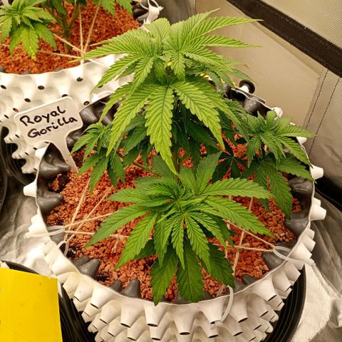 Royal Gorilla growlog timeline photo