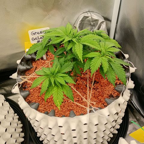 Green Gelato #2 growlog timeline photo