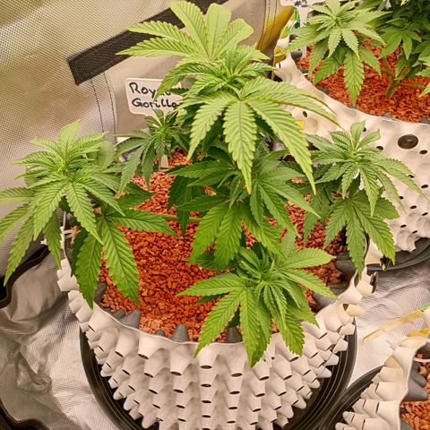 Royal Gorilla growlog timeline photo