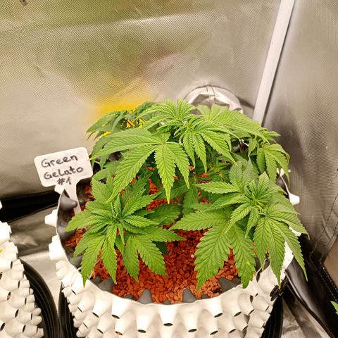 Green Gelato #1 growlog timeline photo