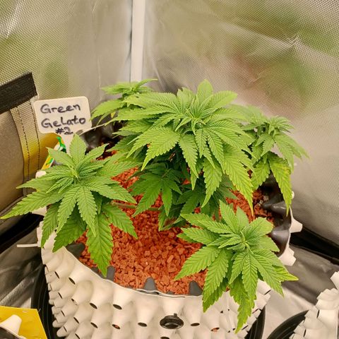 Green Gelato #2 growlog timeline photo