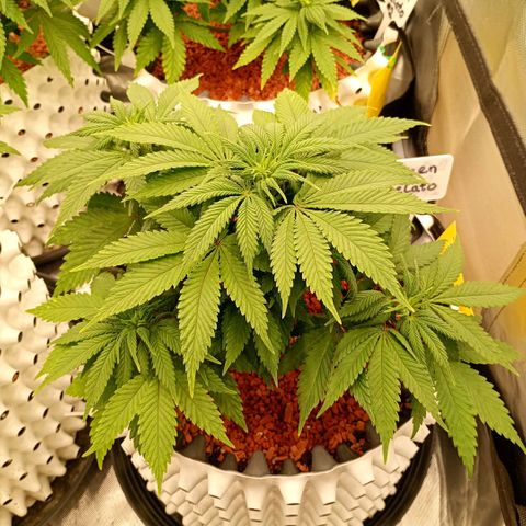 Green Gelato #1 growlog timeline photo