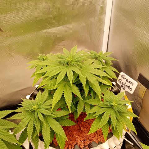 Green Gelato #2 growlog timeline photo