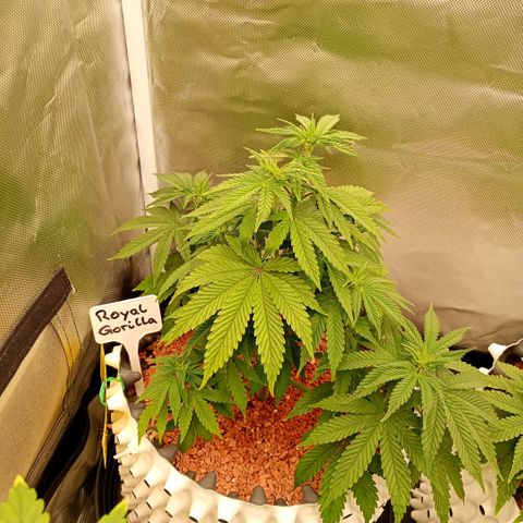 Royal Gorilla growlog timeline photo