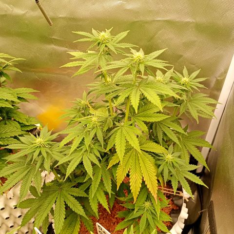 Royal Gorilla growlog timeline photo