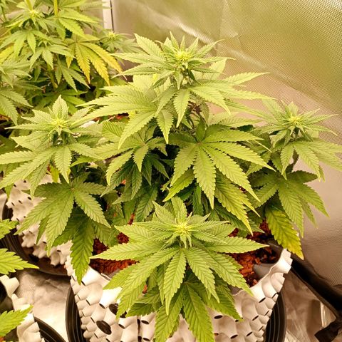 Green Gelato #2 growlog timeline photo