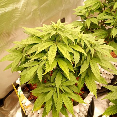 Green Gelato #1 growlog timeline photo
