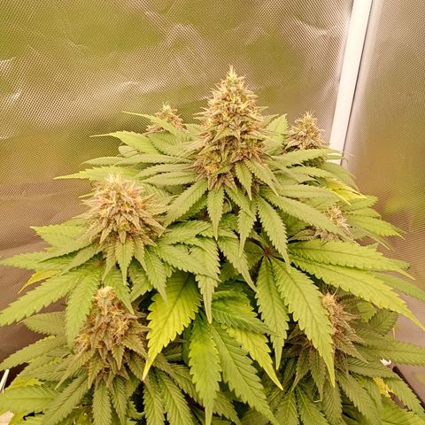 Green Gelato #1 growlog timeline photo