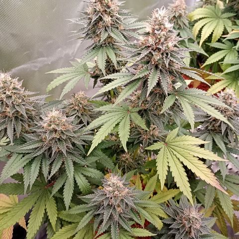 Royal Gorilla growlog timeline photo