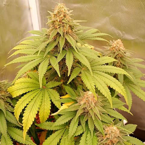 Green Gelato #2 growlog timeline photo