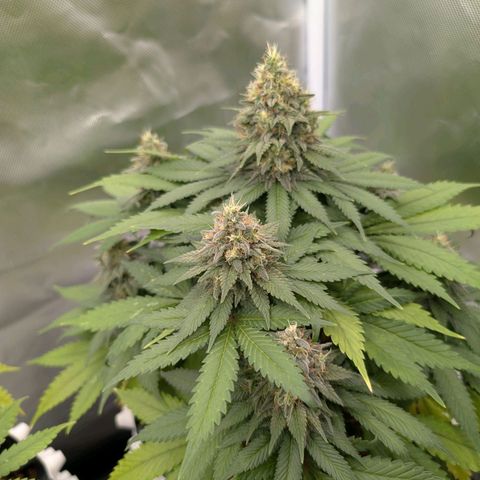 Green Gelato #1 growlog timeline photo