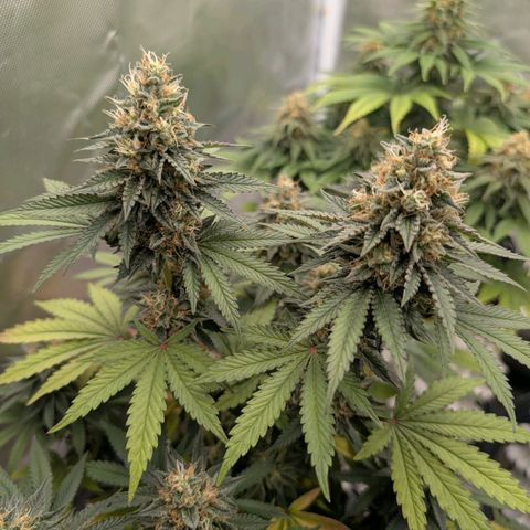 Royal Gorilla growlog timeline photo