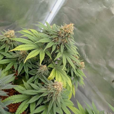 Green Gelato #2 growlog timeline photo