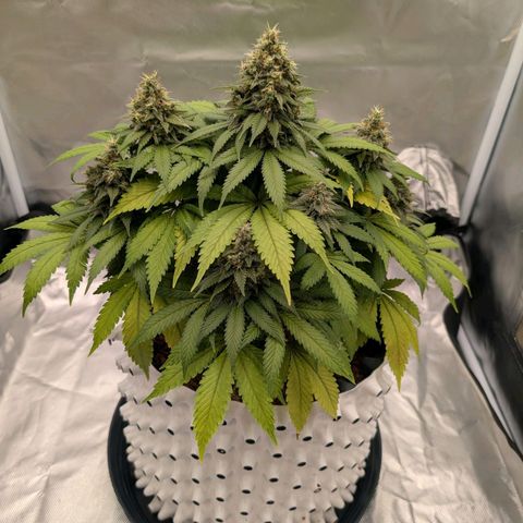 Green Gelato #1 growlog photo: 33 cm