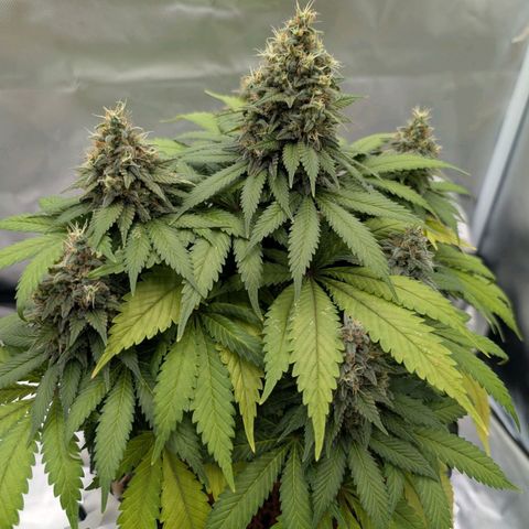 Green Gelato #1 growlog photo: 33 cm