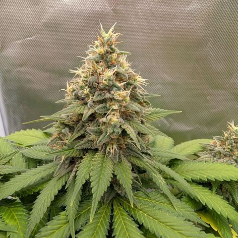 Green Gelato #1 growlog photo: 33 cm