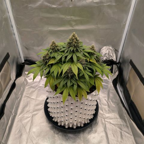 Green Gelato #2 growlog photo: 33 cm 