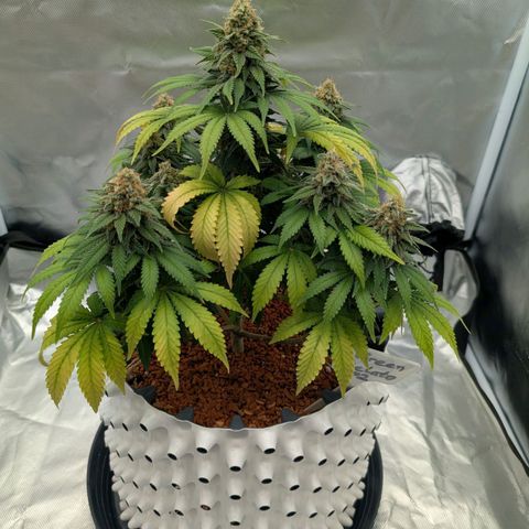 Green Gelato #2 growlog photo: 33 cm 