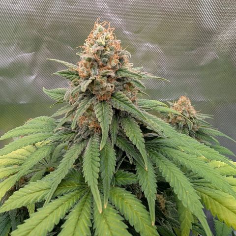 Green Gelato #2 growlog photo: 33 cm 