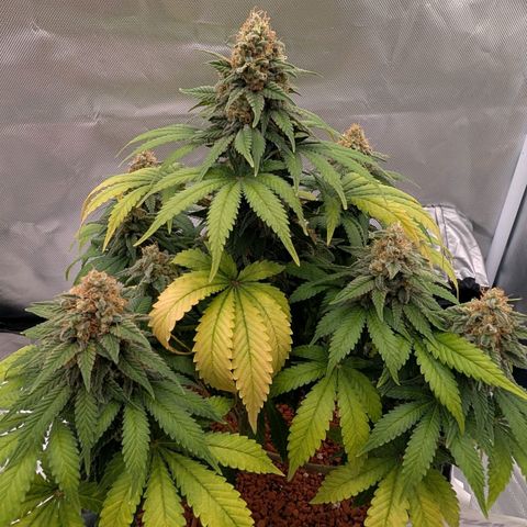 Green Gelato #2 growlog photo: 33 cm 