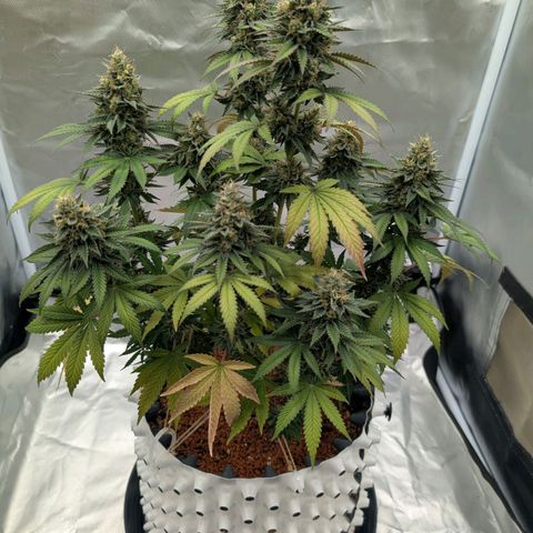 Royal Gorilla growlog photo: 47 cm
