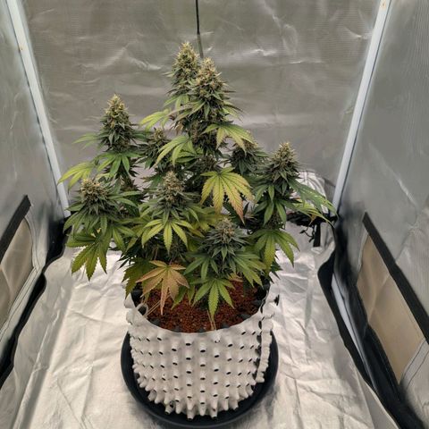 Royal Gorilla growlog photo: 47 cm