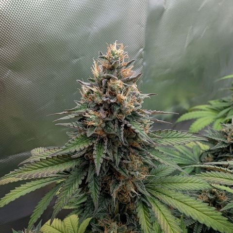 Royal Gorilla growlog photo: 47 cm