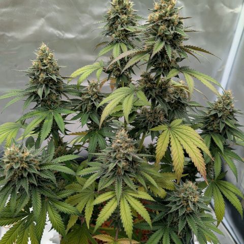 Royal Gorilla growlog photo: 47 cm