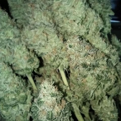 Royal Gorilla growlog timeline photo