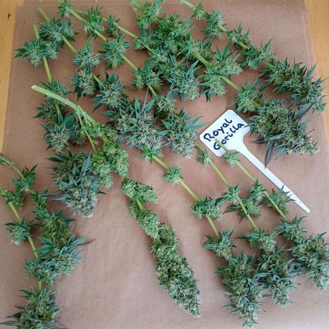 Royal Gorilla growlog timeline photo