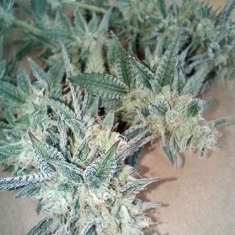Royal Gorilla growlog timeline photo