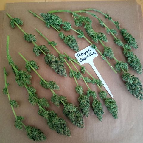 Royal Gorilla growlog timeline photo