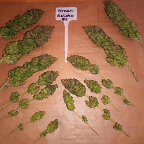 Green Gelato #1 growlog timeline photo