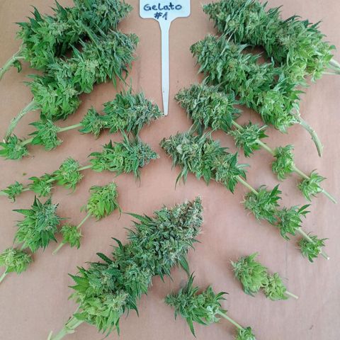 Green Gelato #1 growlog timeline photo
