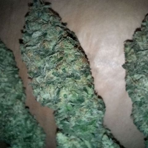 Green Gelato #1 growlog timeline photo