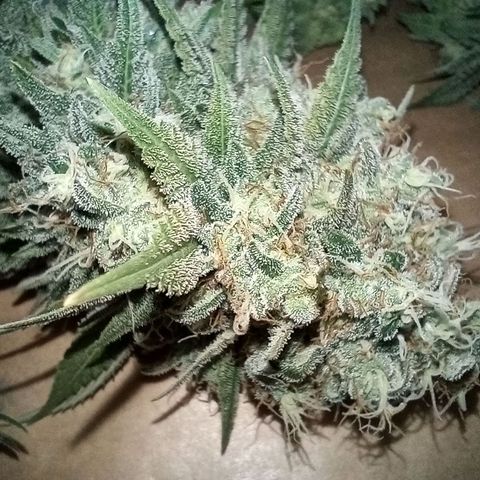 Green Gelato #1 growlog timeline photo