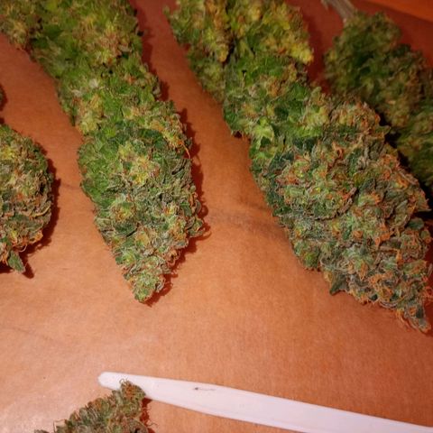 Green Gelato #1 growlog timeline photo