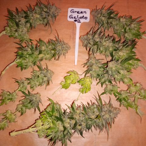 Green Gelato #2 growlog timeline photo
