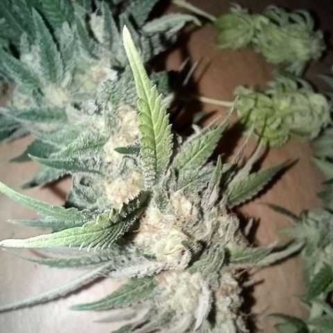 Green Gelato #2 growlog timeline photo