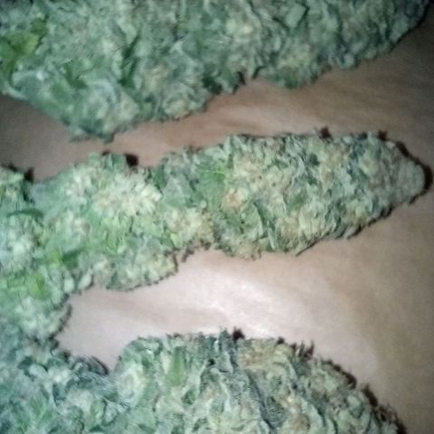Green Gelato #2 growlog timeline photo