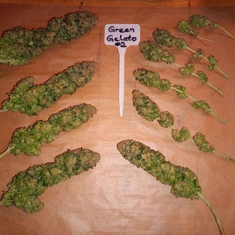 Green Gelato #2 growlog timeline photo
