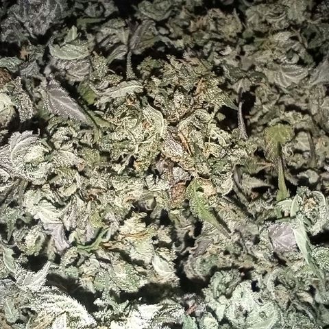 Royal Gorilla growlog photo: Verschnitt Royal Gorilla 