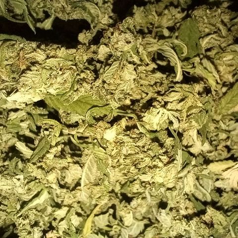 Green Gelato #2 growlog photo: Verschnitt Green Gelato #2
