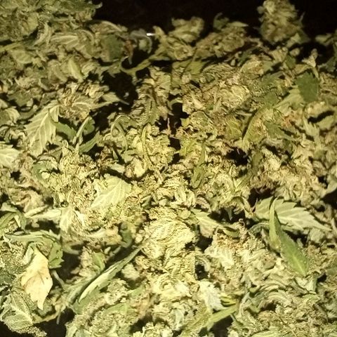 Green Gelato #1 growlog photo: Verschnitt Green Gelato #1