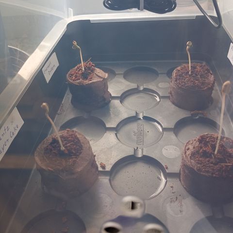 Runtz x Layer Cake growlog photo: Beginn der Sämlingsphase