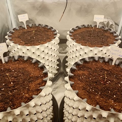 Runtz x Layer Cake growlog timeline photo