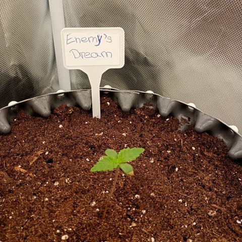Growlog-Zeitleistenfoto von Enemyâ€™s Dream
