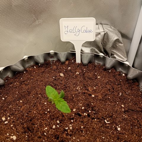 Jelly Cake  growlog timeline photo