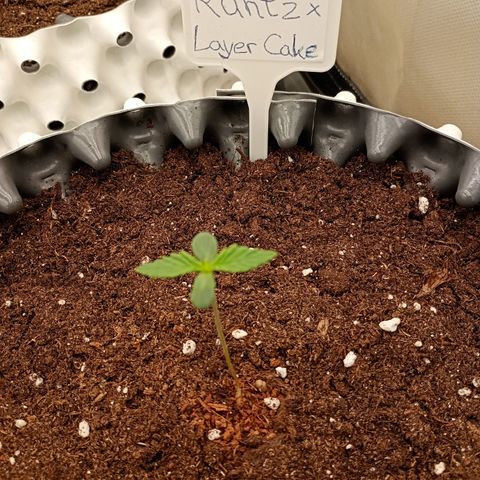 Runtz x Layer Cake growlog timeline photo