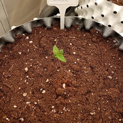 Pineapple Kush growlog timeline photo